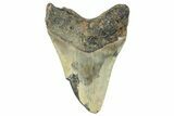 Bargain, Fossil Megalodon Tooth - North Carolina #295314-1